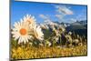 Daisy flower meadows in Stelvio National Park in summer. Sondrio district, Stelvio National Park, L-ClickAlps-Mounted Photographic Print