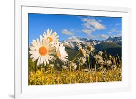 Daisy flower meadows in Stelvio National Park in summer. Sondrio district, Stelvio National Park, L-ClickAlps-Framed Photographic Print