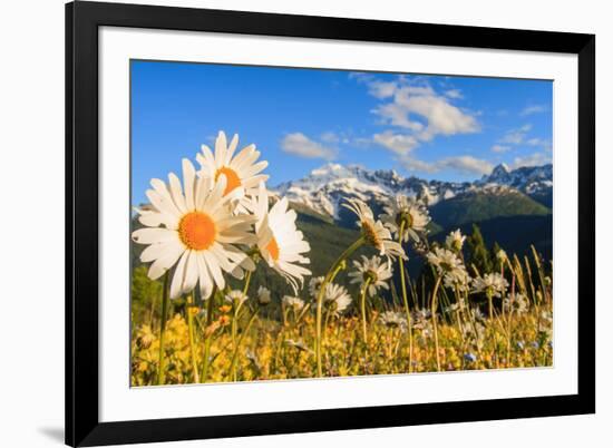 Daisy flower meadows in Stelvio National Park in summer. Sondrio district, Stelvio National Park, L-ClickAlps-Framed Photographic Print