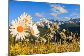 Daisy flower meadows in Stelvio National Park in summer. Sondrio district, Stelvio National Park, L-ClickAlps-Mounted Photographic Print