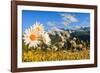 Daisy flower meadows in Stelvio National Park in summer. Sondrio district, Stelvio National Park, L-ClickAlps-Framed Photographic Print