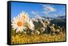 Daisy flower meadows in Stelvio National Park in summer. Sondrio district, Stelvio National Park, L-ClickAlps-Framed Stretched Canvas