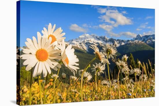 Daisy flower meadows in Stelvio National Park in summer. Sondrio district, Stelvio National Park, L-ClickAlps-Stretched Canvas