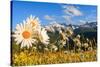 Daisy flower meadows in Stelvio National Park in summer. Sondrio district, Stelvio National Park, L-ClickAlps-Stretched Canvas