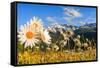 Daisy flower meadows in Stelvio National Park in summer. Sondrio district, Stelvio National Park, L-ClickAlps-Framed Stretched Canvas