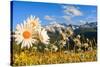 Daisy flower meadows in Stelvio National Park in summer. Sondrio district, Stelvio National Park, L-ClickAlps-Stretched Canvas