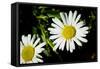 Daisy Flower Photo Poster Print-null-Framed Stretched Canvas