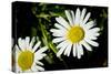 Daisy Flower Photo Poster Print-null-Stretched Canvas