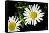 Daisy Flower Photo Poster Print-null-Framed Stretched Canvas