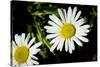 Daisy Flower Photo Poster Print-null-Stretched Canvas
