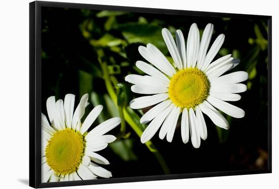 Daisy Flower Photo Poster Print-null-Framed Poster