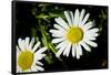 Daisy Flower Photo Poster Print-null-Framed Poster