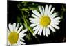 Daisy Flower Photo Poster Print-null-Mounted Poster