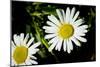 Daisy Flower Photo Poster Print-null-Mounted Poster