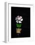 Daisy Flower Pot-Stephen Lebovits-Framed Giclee Print