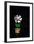 Daisy Flower Pot-Stephen Lebovits-Framed Giclee Print