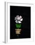 Daisy Flower Pot-Stephen Lebovits-Framed Giclee Print