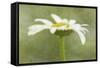 Daisy Flower with a Textured Background, California, USA-Jaynes Gallery-Framed Stretched Canvas