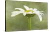 Daisy Flower with a Textured Background, California, USA-Jaynes Gallery-Stretched Canvas