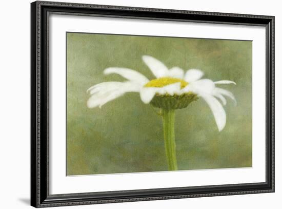 Daisy Flower with a Textured Background, California, USA-Jaynes Gallery-Framed Photographic Print