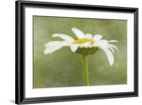 Daisy Flower with a Textured Background, California, USA-Jaynes Gallery-Framed Photographic Print