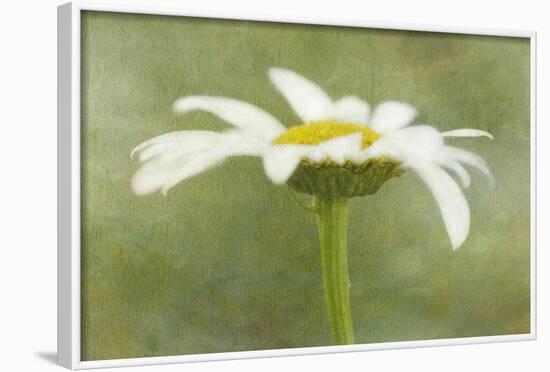 Daisy Flower with a Textured Background, California, USA-Jaynes Gallery-Framed Photographic Print