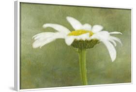 Daisy Flower with a Textured Background, California, USA-Jaynes Gallery-Framed Photographic Print