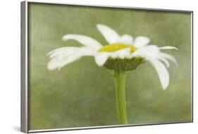 Daisy Flower with a Textured Background, California, USA-Jaynes Gallery-Framed Photographic Print