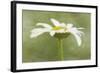Daisy Flower with a Textured Background, California, USA-Jaynes Gallery-Framed Photographic Print