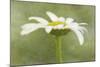 Daisy Flower with a Textured Background, California, USA-Jaynes Gallery-Mounted Photographic Print