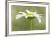 Daisy Flower with a Textured Background, California, USA-Jaynes Gallery-Framed Photographic Print
