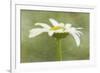 Daisy Flower with a Textured Background, California, USA-Jaynes Gallery-Framed Photographic Print