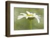 Daisy Flower with a Textured Background, California, USA-Jaynes Gallery-Framed Photographic Print