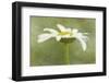 Daisy Flower with a Textured Background, California, USA-Jaynes Gallery-Framed Photographic Print