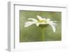 Daisy Flower with a Textured Background, California, USA-Jaynes Gallery-Framed Photographic Print