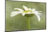 Daisy Flower with a Textured Background, California, USA-Jaynes Gallery-Mounted Photographic Print