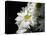 Daisy Flower-null-Stretched Canvas