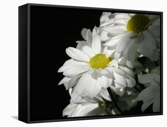 Daisy Flower-null-Framed Stretched Canvas