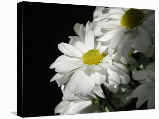 Daisy Flower-null-Stretched Canvas