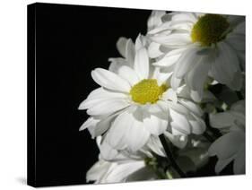 Daisy Flower-null-Stretched Canvas