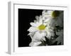 Daisy Flower-null-Framed Premium Photographic Print