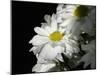 Daisy Flower-null-Mounted Premium Photographic Print