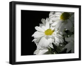 Daisy Flower-null-Framed Photographic Print