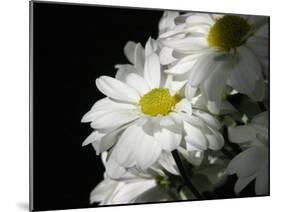 Daisy Flower-null-Mounted Photographic Print