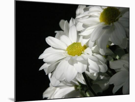 Daisy Flower-null-Mounted Photographic Print