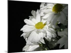 Daisy Flower-null-Mounted Photographic Print