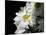 Daisy Flower-null-Mounted Photographic Print