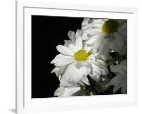 Daisy Flower-null-Framed Photographic Print