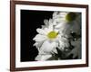 Daisy Flower-null-Framed Photographic Print