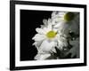 Daisy Flower-null-Framed Photographic Print